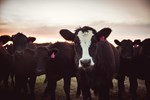 Claeys Cattle