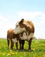 Herefords