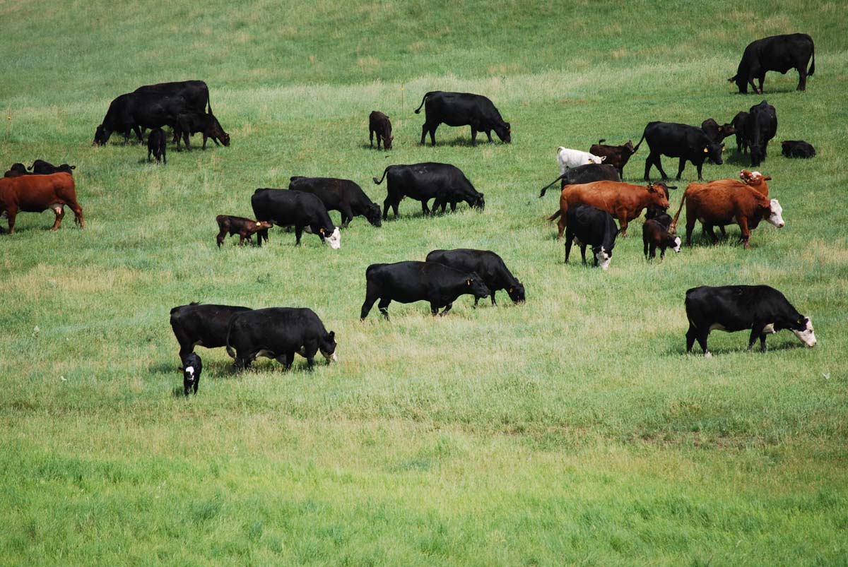 Guge Family Farms Cattle Grazing