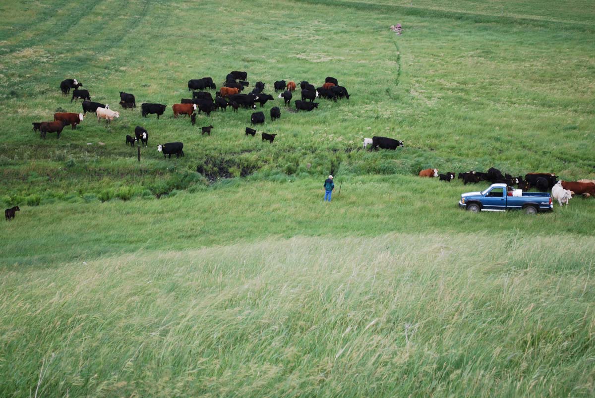 Guge Family Farms Cattle Operation