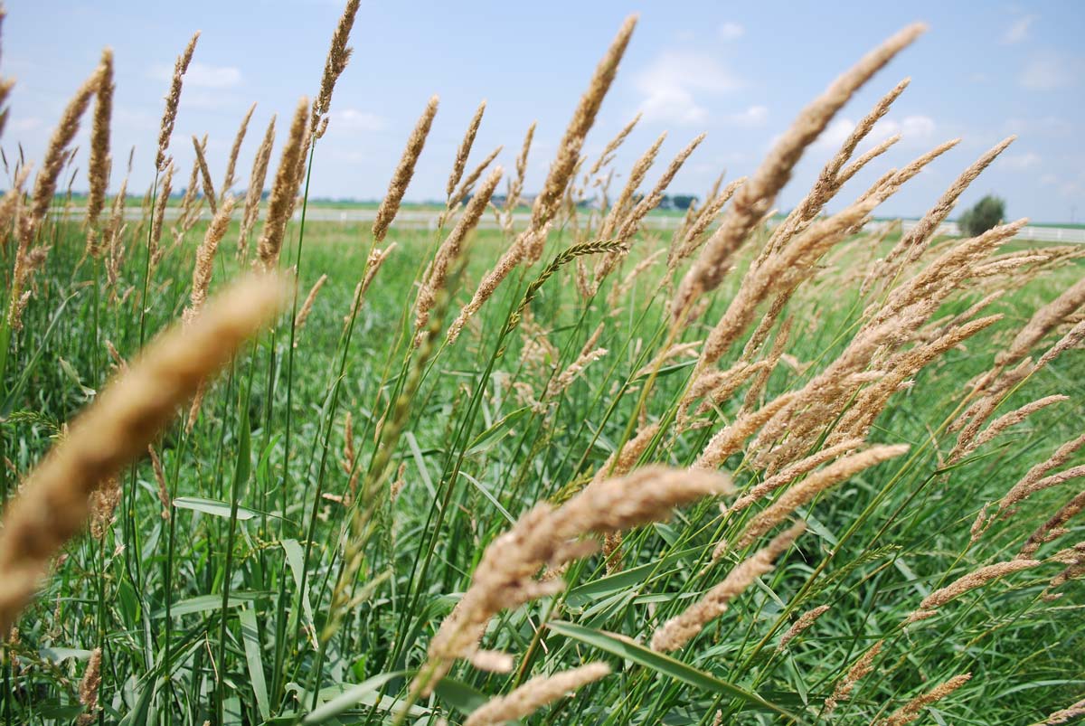 Couser Cattle Company Wheat Field