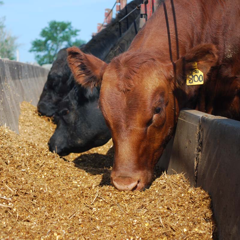 Couser Cattle Co. Cattle Feeding