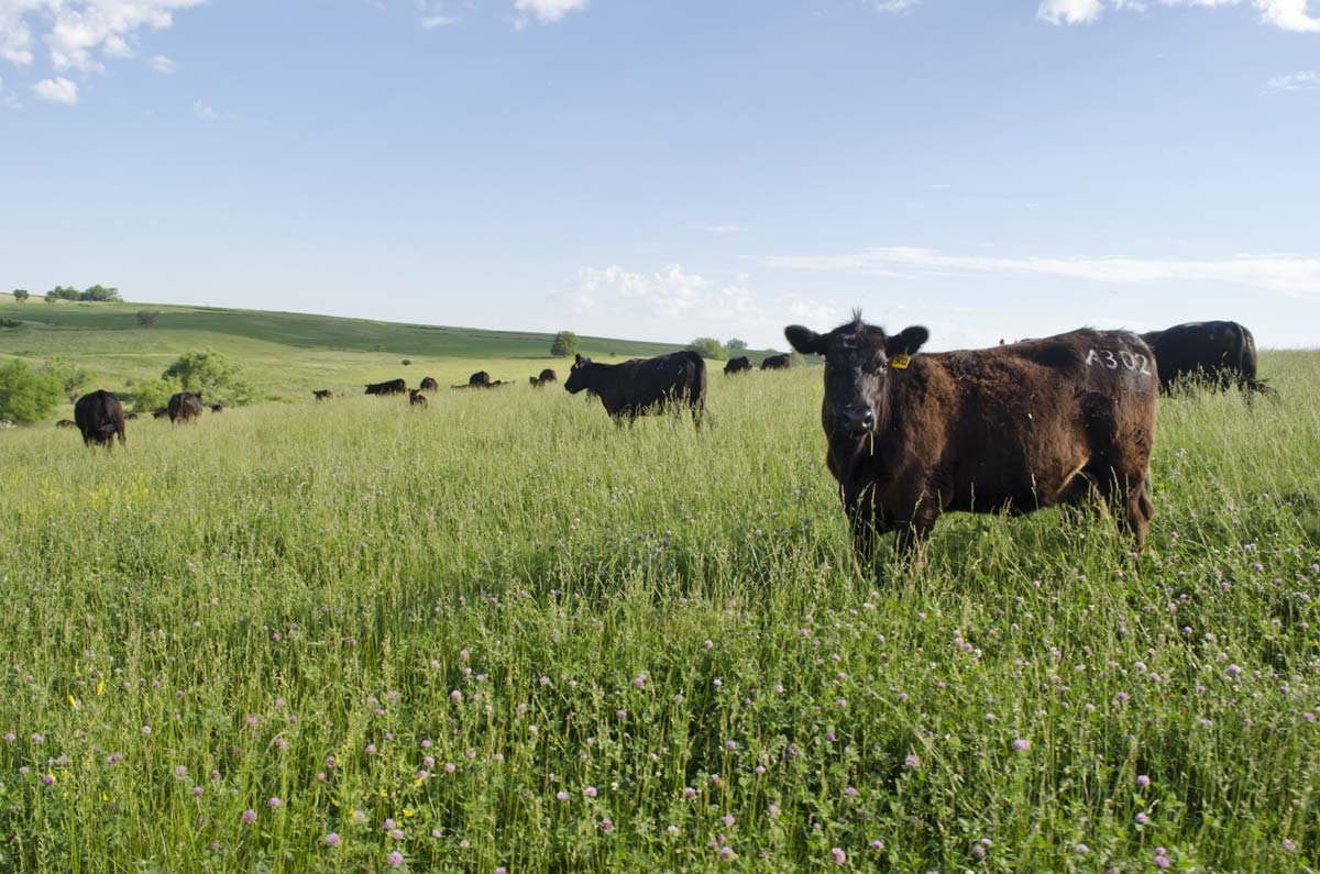 Rowe Ranch Cattle