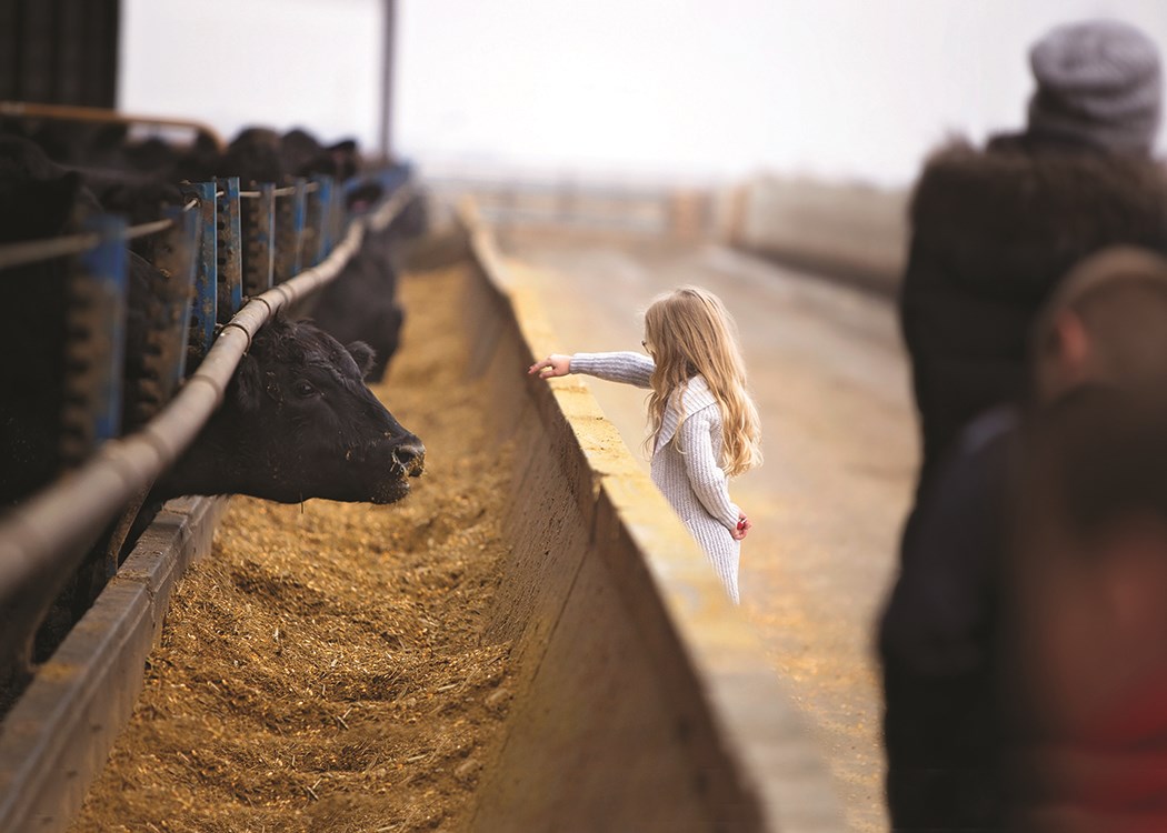Custom Cattle Feeders