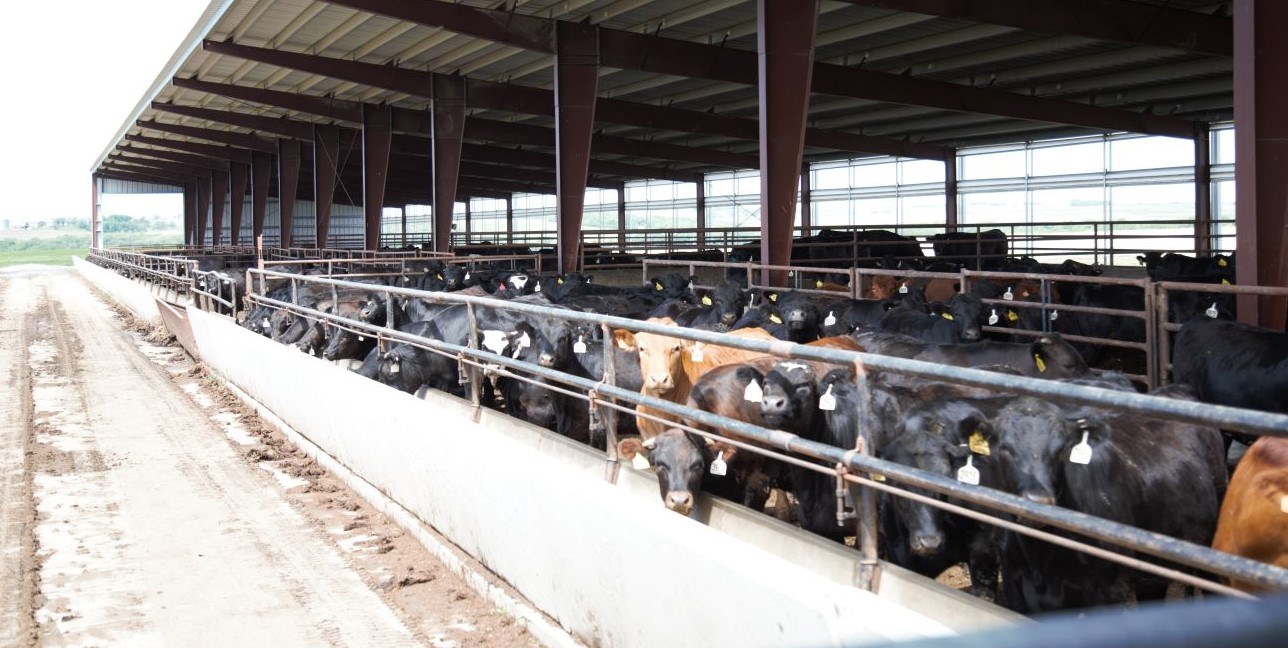 What is Custom Cattle Feeding