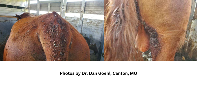 Theileriosis Confirmed in SE Iowa